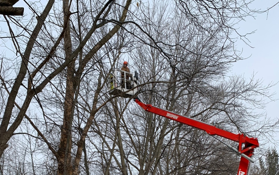 Arbor Masters tree worker in red spider lift beginning the winter tree removal process in Cedar Rapids