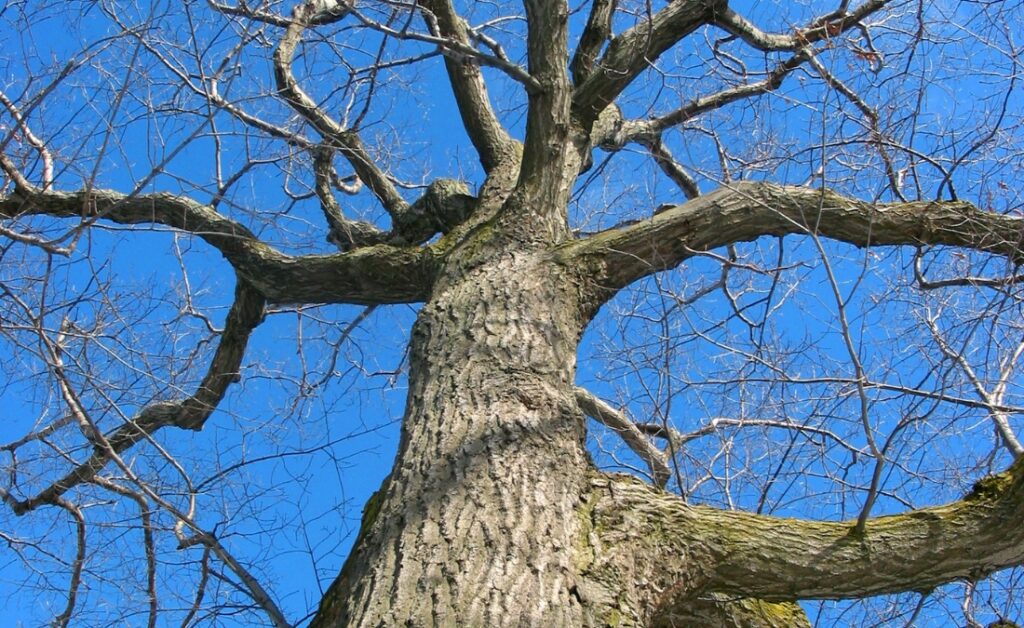 Looking up at a mature oak tree's bare winter canopy from below, showing thick trunk and complex branch structure against a bright blue sky.