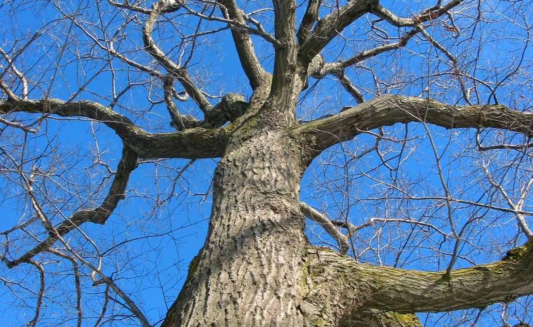 Looking up at a mature oak tree's bare winter canopy from below, showing thick trunk and complex branch structure against a bright blue sky.