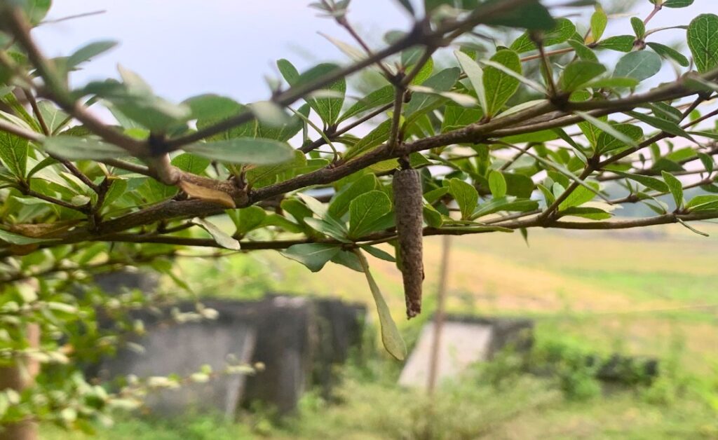 A single spindle-shaped bagworm case covered in bits of leaf and twig hangs from a thin green branch surrounded by small deciduous leaves, with a blurred field and stone wall in the background.