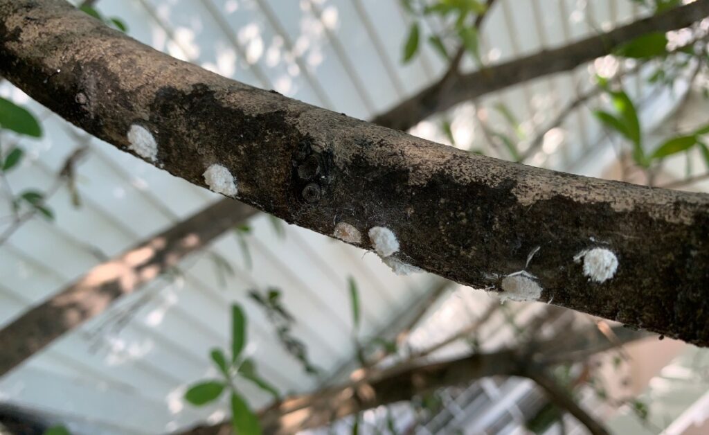 Close-up on a branch of a magnolia tree with white scale insects and leaving some black waxy material
