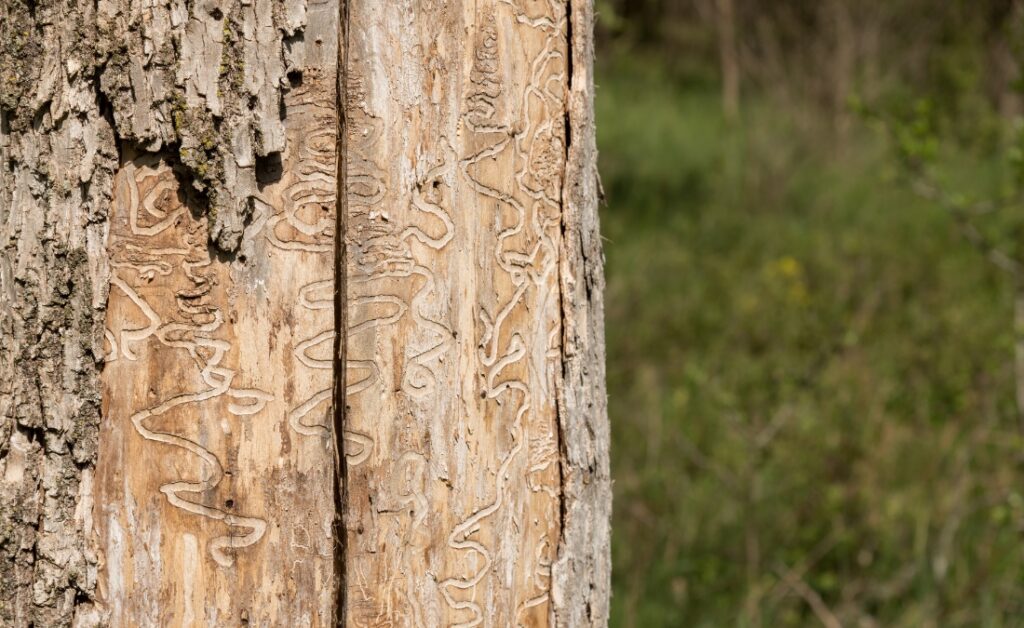 Close-up of an ash tree trunk with bark removed, revealing the distinctive S-shaped serpentine galleries carved by emerald ash borer larvae beneath the surface.