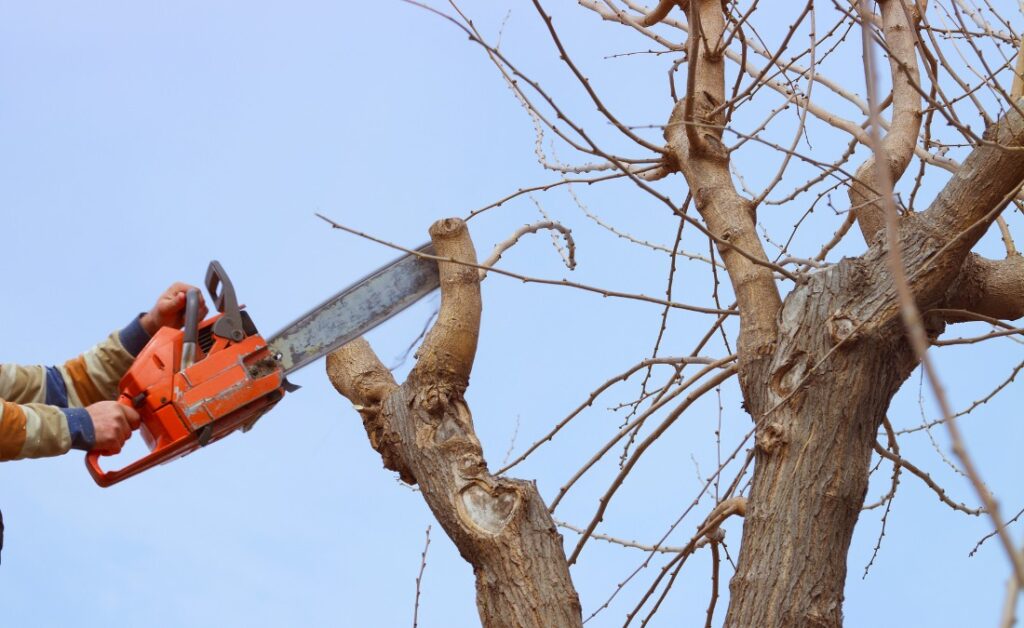 Arborist using an orange chainsaw to prune a thick branch from a dormant tree against a clear blue winter sky in Cedar Rapids.