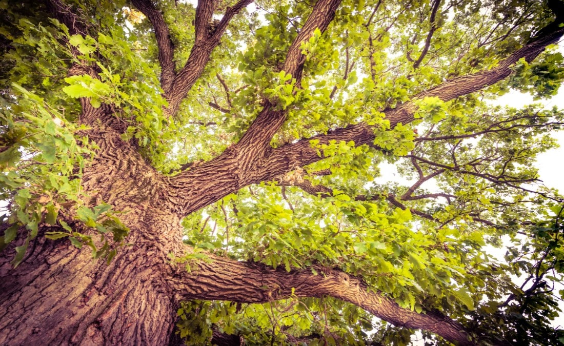 Looking up the trunk and broad canopy of a large, mature bur oak with deeply furrowed bark against a bright sky.