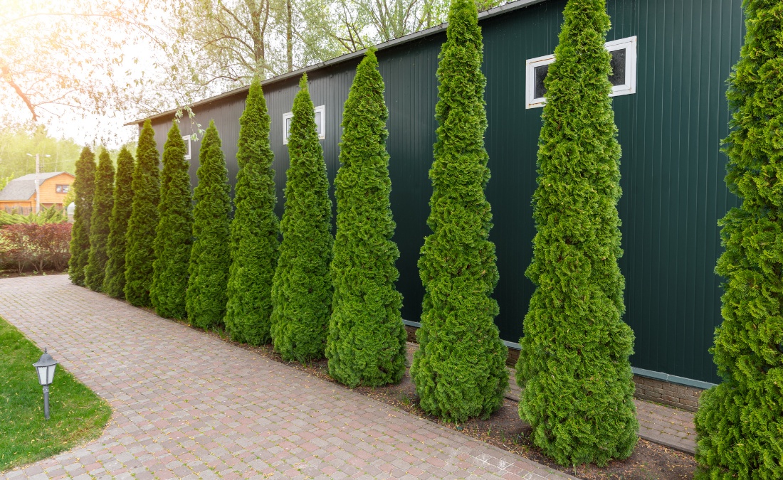 Row of tall narrow spruce privacy trees planted along fence line in Cedar Rapids IA creating dense year-round screening between residential properties.
