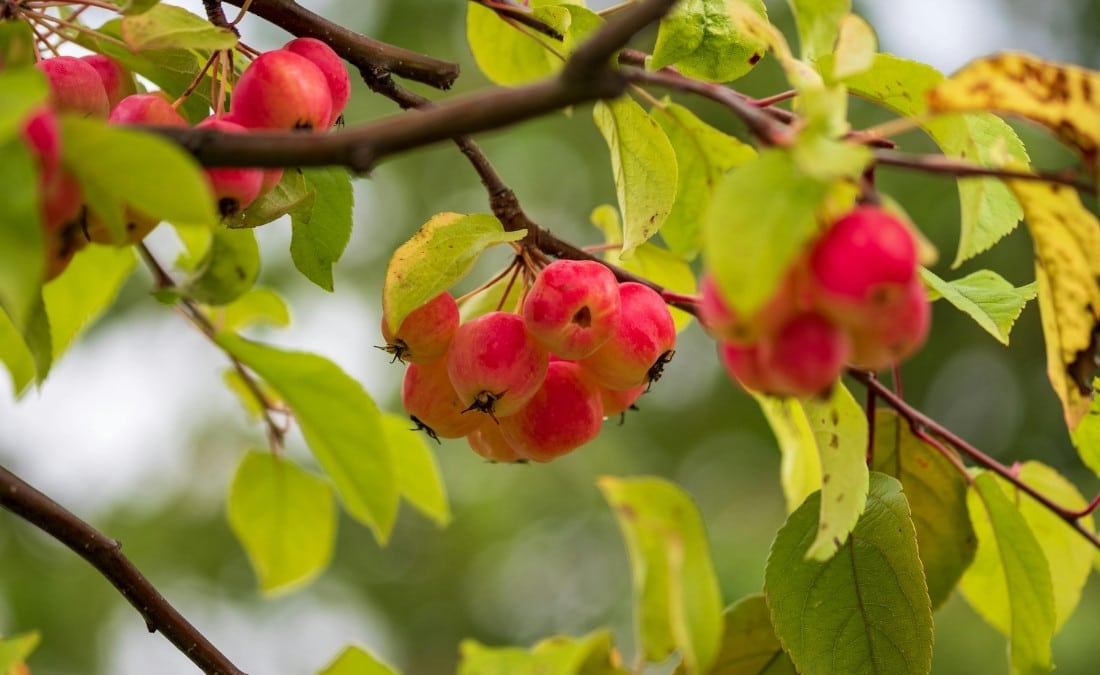 Cluster of pink-red crabapple fruits hanging from a branch with green and yellowing leaves on a Marion, Iowa, crabapple tree.