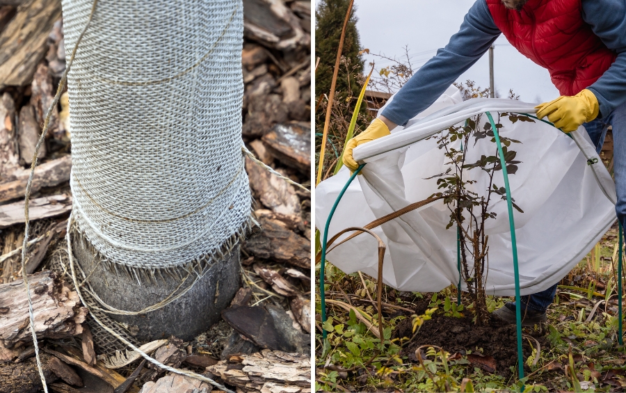 Split image comparing young tree winter protection methods: trunk wrap guard with mulch on left, gardener covering small shrub with frost protection fabric on right.