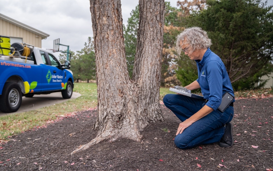 Arbor Masters Certified Arborist in blue company polo kneeling beside a tree with co-dominant stems, taking assessment notes on clipboard with company truck visible in background.