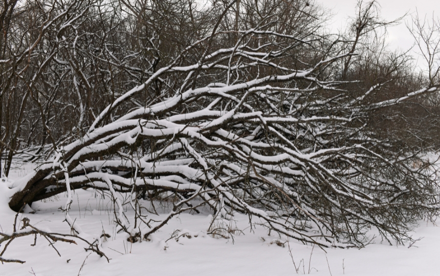 Large tree that failed and collapsed under winter snow load, lying across a snow-covered landscape with bare trees in the background.
