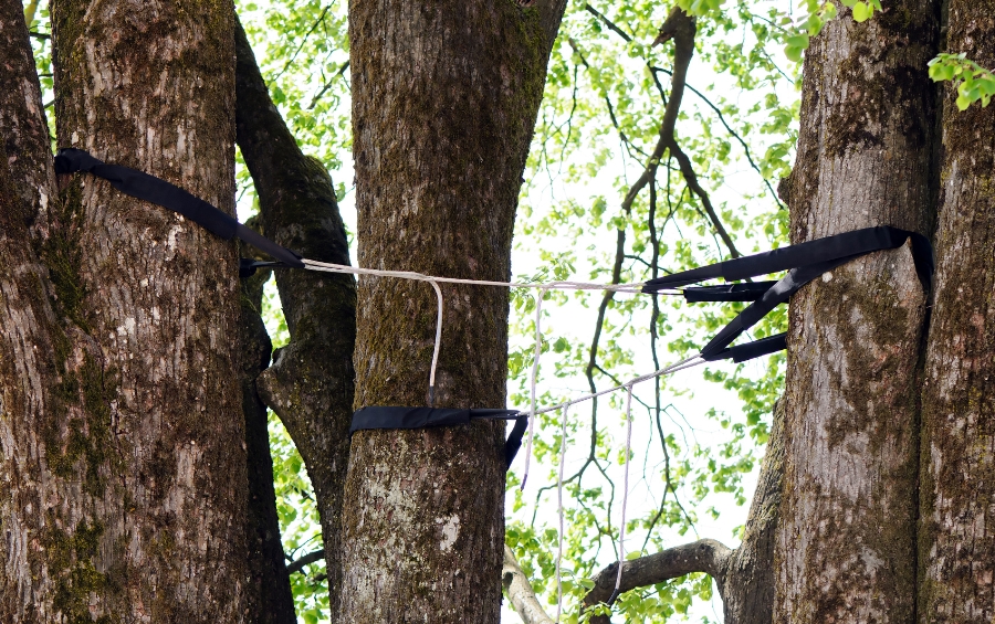 Professional tree cabling system installed on a multi-stemmed tree, showing flexible cables and protective straps connecting co-dominant trunks to prevent splitting.