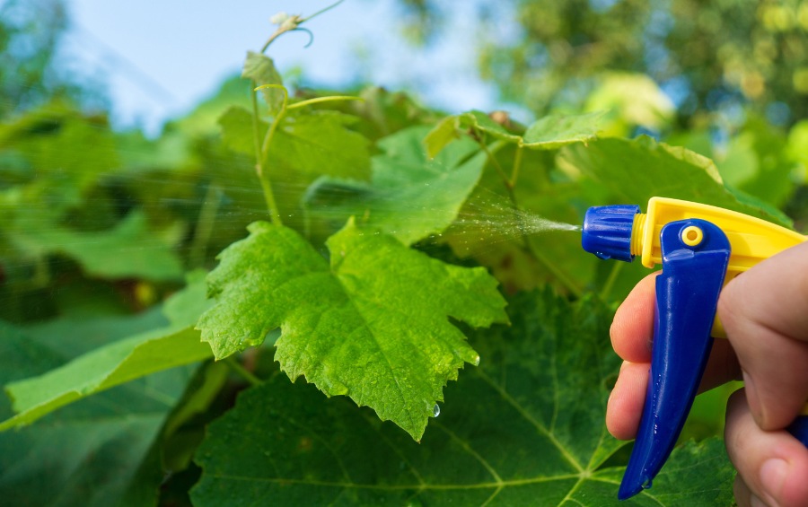 A handheld sprayer applying horticultural treatment to foliage.
