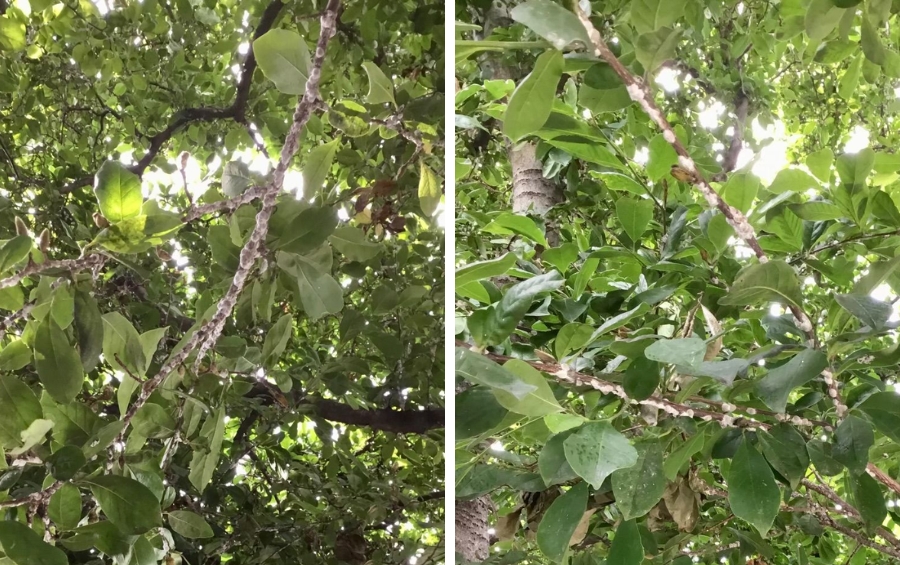 Scale insects in their white, waxy adult stage on tree branches and leaves of a mature magnolia tree