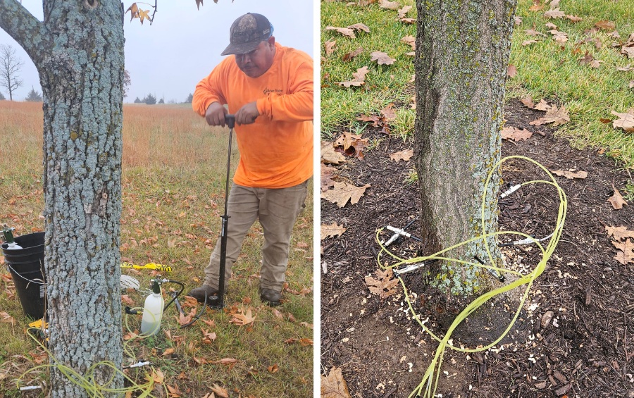 Split image showing an Arbor Masters technician in an orange shirt using a handheld drill to prepare an ash tree for trunk injection treatment, alongside a close-up of yellow injection tubes connected to ports at the base of a tree trunk.