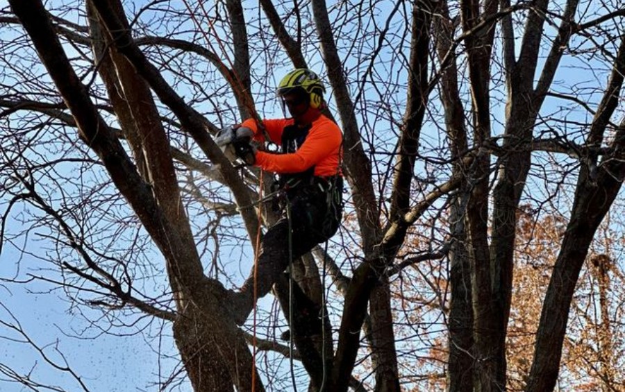 Certified Arbor Masters arborist in orange safety gear and climbing harness pruning branches high in a leafless tree canopy during late winter.
