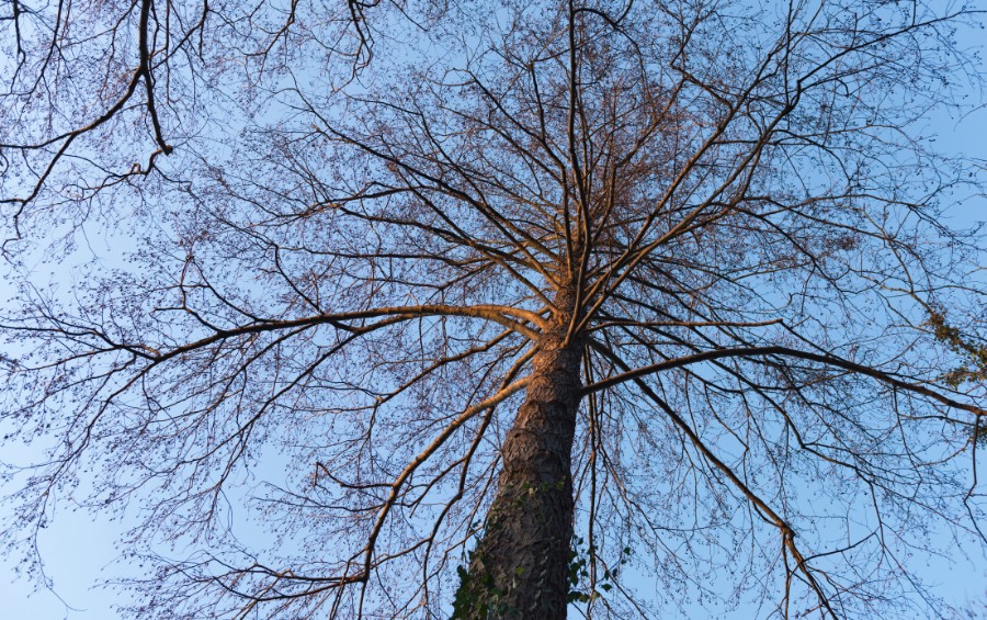 Looking up through the bare winter canopy of a mature deciduous tree, showing branch structure against a pale blue sky.
