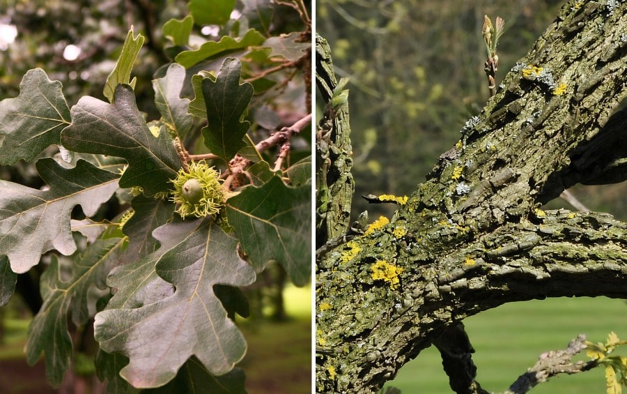 Side-by-side close-ups of a bur oak: rounded-lobed leaves with an acorn in a fringed, mossy cup on the left, and thick, deeply furrowed corky bark on the right.
