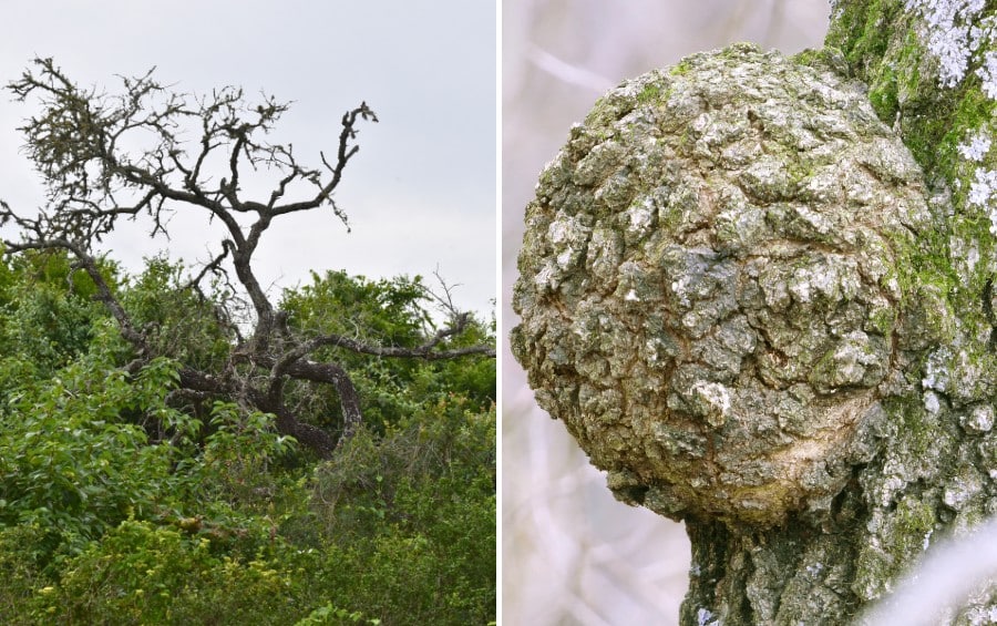 Side-by-side images of an oak with bare, dead gray branches on the left, and a large rounded woody burl on a tree trunk on the right.