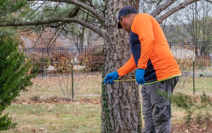 An Arbor Masters arborist measuring a tree's trunk with a tape during an assessment, in a yard with a fence and bare trees behind.
