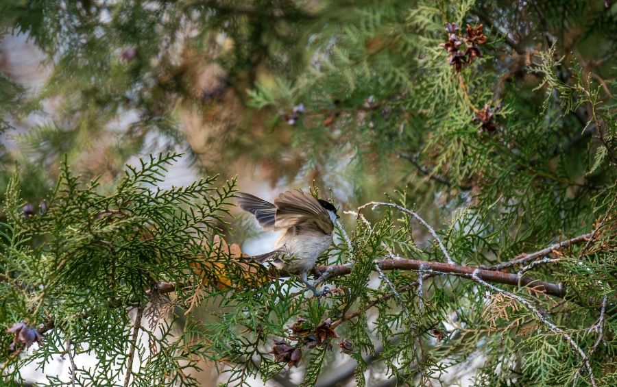Small songbird perched on Eastern Red Cedar branch with blue berry-like cones showing wildlife habitat benefits of native evergreen privacy trees in Iowa.