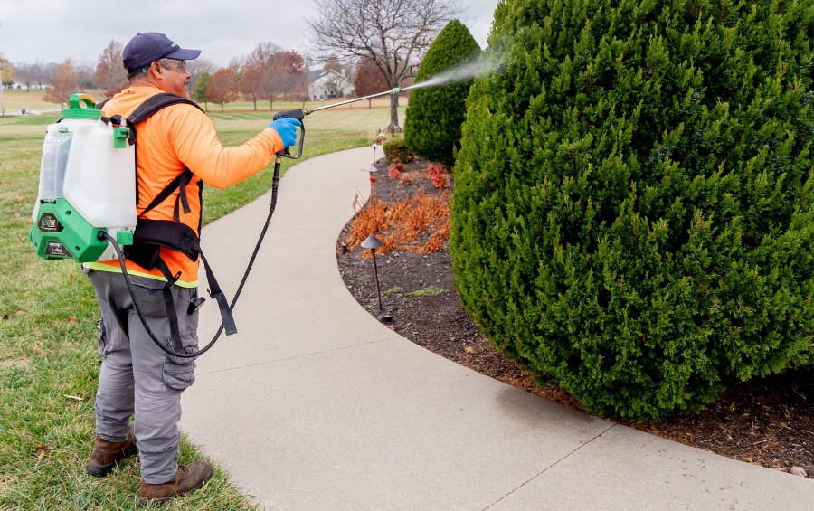 Arbor Masters Certified Arborist applying professional plant health care treatment to evergreen privacy trees in Cedar Rapids IA using backpack sprayer.
