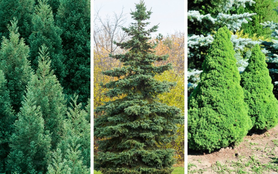 Side-by-side comparison of Eastern Red Cedar, Norway Spruce, and Black Hills Spruce showing different growth habits and foliage density for Cedar Rapids IA privacy plantings.