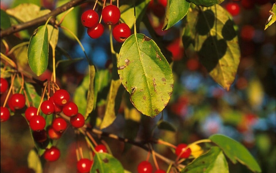 Crabapple leaf showing brown apple scab lesions with feathery, irregular margins surrounded by bright red crabapple fruits.