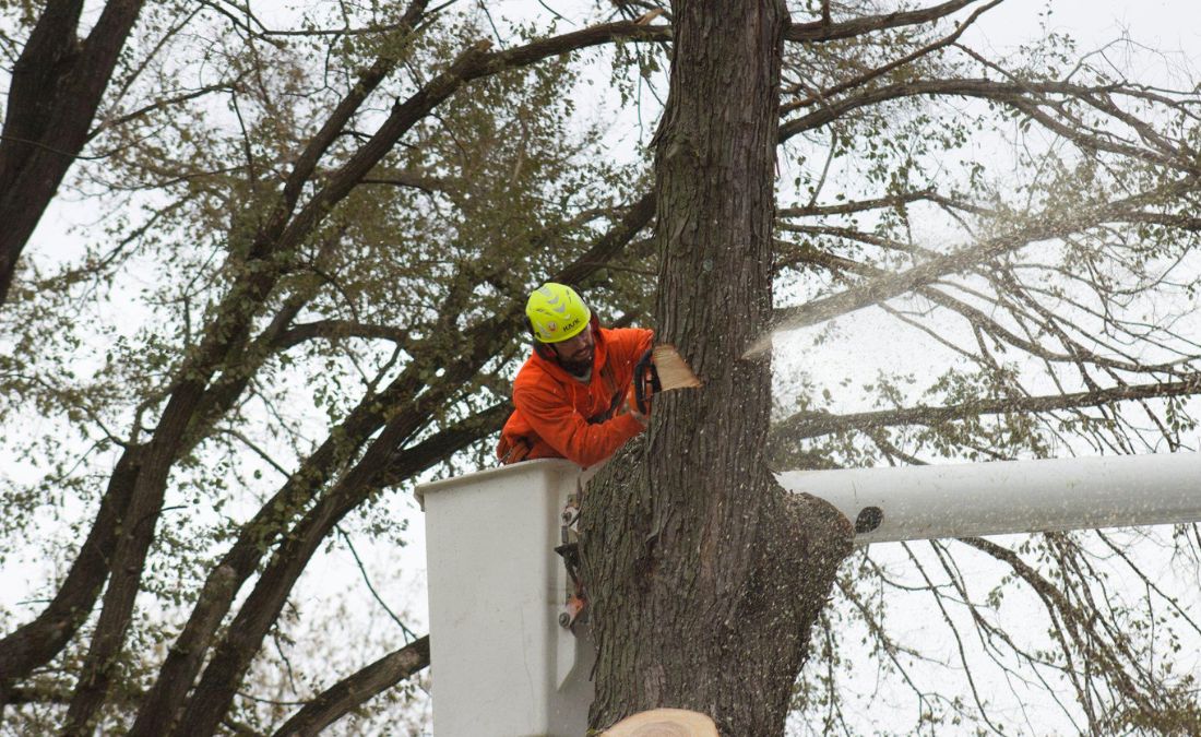 A certified arborist in a bucket truck carefully removing a tree with a chainsaw.