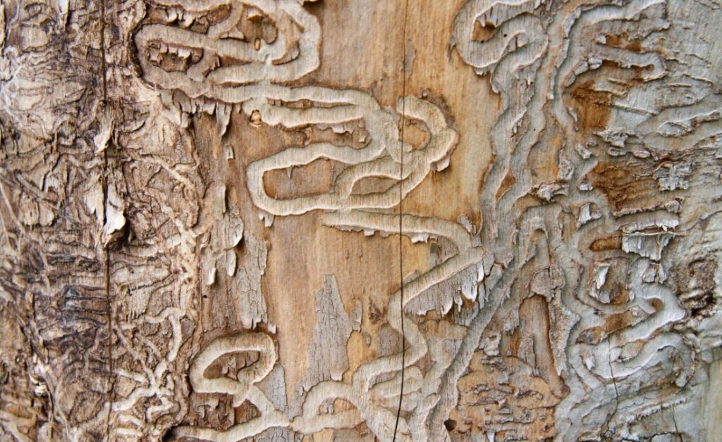 Emerald ash borer larval galleries under tree bark showing winding tunnels in a Des Moines ash tree.