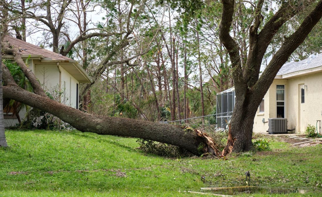 A large tree that split and failed during a storm in Des Moines, Iowa.