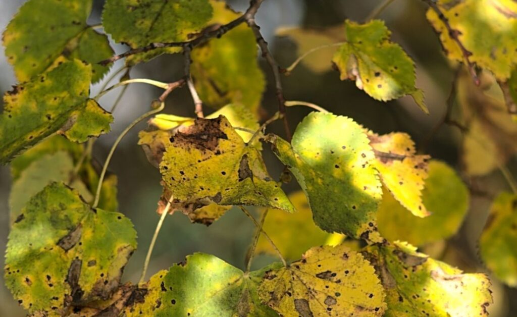 Close-up of a tree branch with green leaves starting to turn yellow and brown — an early sign of drought stress in underwatered trees.