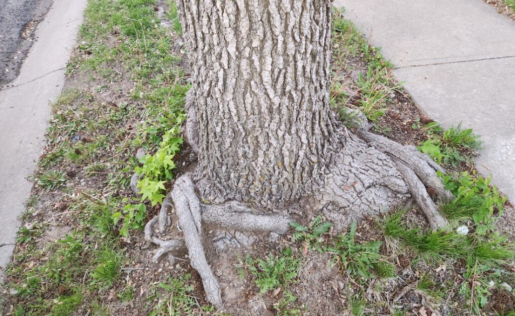 Close-up of a tree trunk with girdling roots wrapping tightly around the base, restricting the root flare and trunk growth.