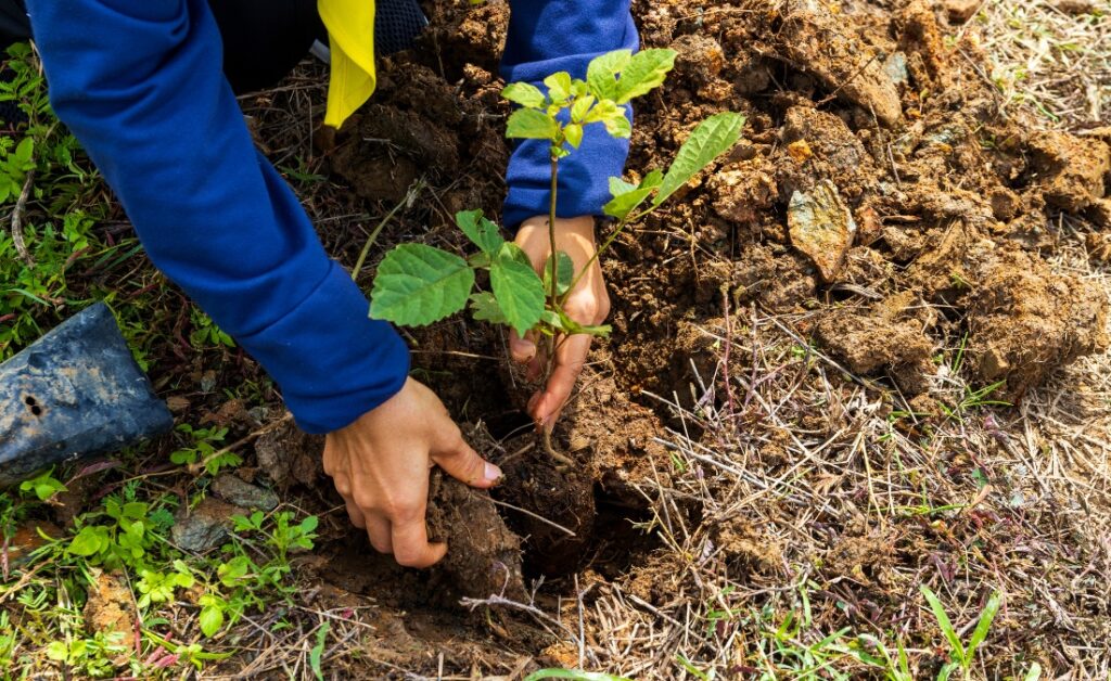 Professional arborist in work clothes using proper fall planting technique with tree root ball positioned correctly in Des Moines area