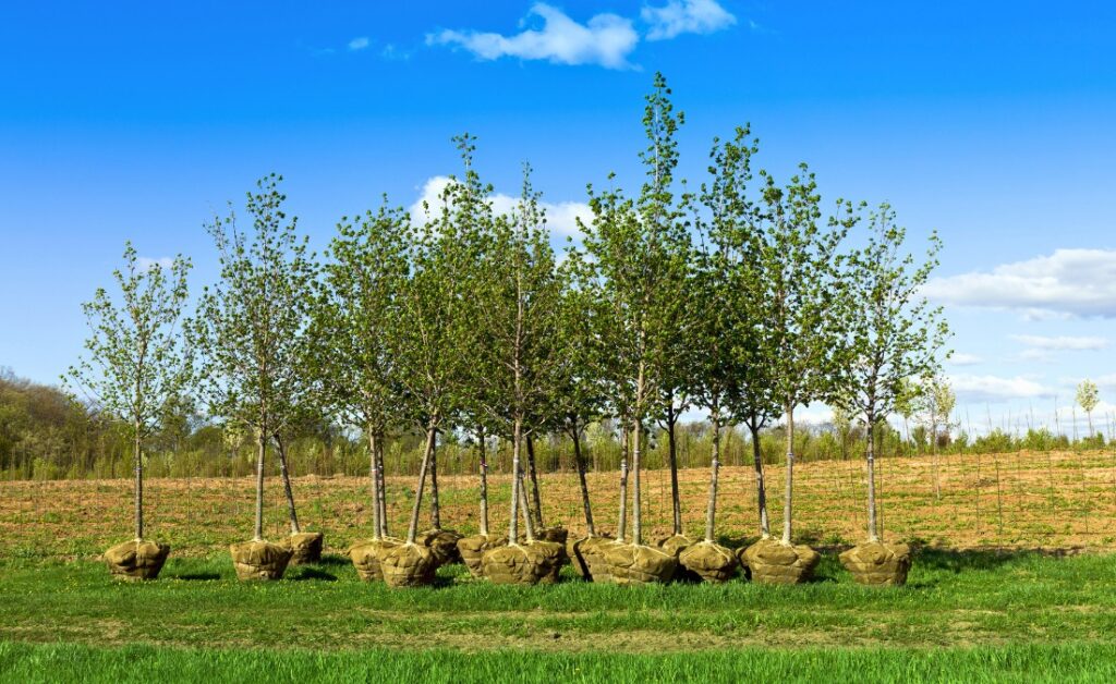 A group of nursery trees ready to plant in Ankeny, IA.