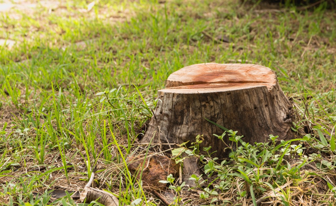 A tree stump surrounded by grass in a Des Moines yard.