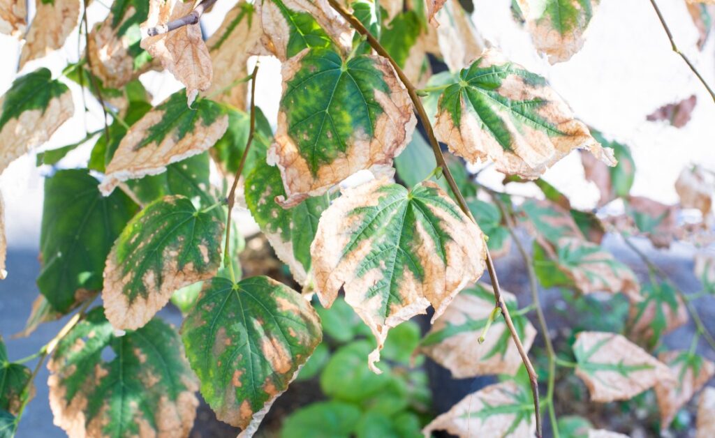 Close-up of a tree branch in Des Moines showing yellow leaves with browning, crispy edges – an advanced sign of drought stress in trees.