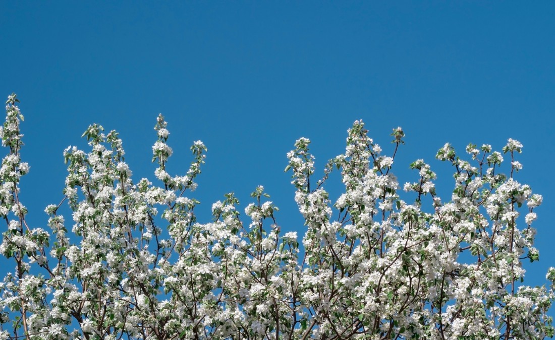 The white blooms of a spring flowering tree near Des Moines, Iowa.