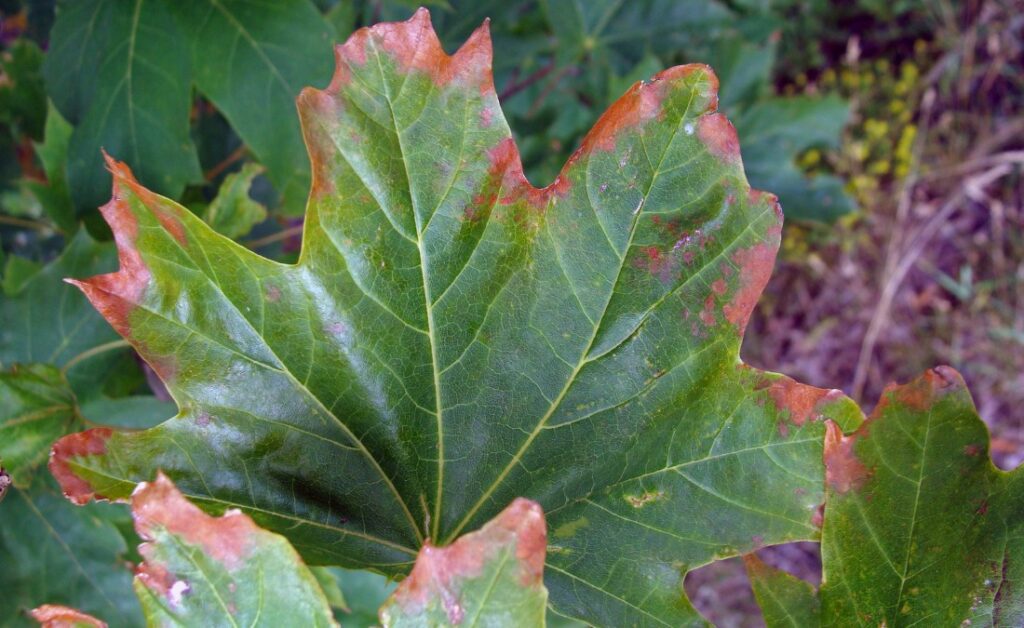 A maple leaf showing the signs of anthracnose outside of Des Moines, IA.