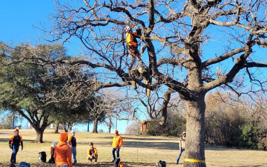 Arbor Masters crew expertly removing a tree, with a certified arborist safely climbing the tree and ground workers coordinating removal and cleanup.