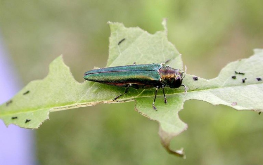 Emerald ash borer adult on a leaf, a highly destructive pest killing ash trees in Des Moines.