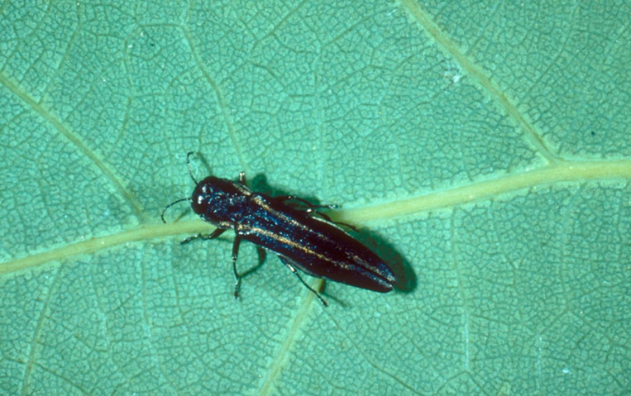 Two-lined chestnut borer on oak leaf, a destructive pest affecting stressed trees in Des Moines.