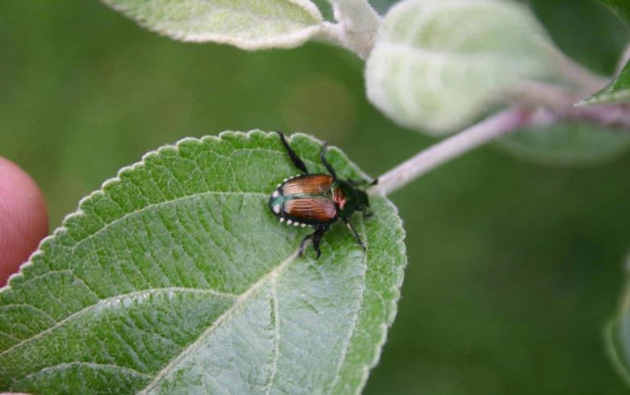 A Japanese beetle skeletonizing a leaf as it feeds, leaving behind a lace-like pattern and weakening trees during the peak summer months.