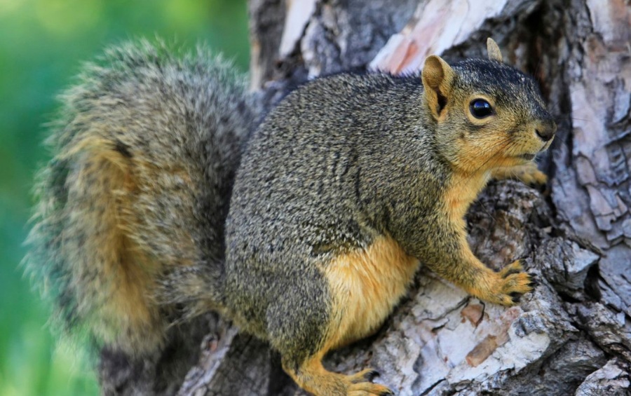 Eastern fox squirrel sitting on tree branch, known for causing bark and twig damage in Des Moines.