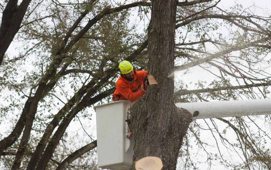 Arbor Masters using a bucket truck to dismantle and remove a large tree in Des Moines.