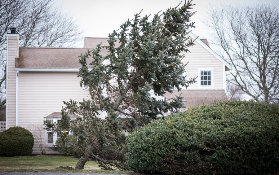 A leaning evergreen tree after a storm loosened the roots, near Des Moines, IA.