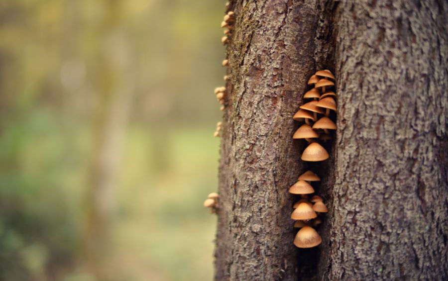 Mushrooms growing in a crevice on a tree trunk, just outside Des Moines, Iowa.