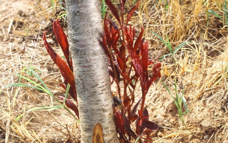 Tree trunk with multiple sprouts growing around the base, a common stress response when a tree isn't getting enough water.