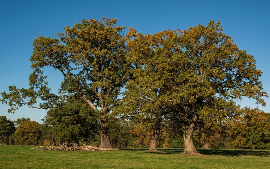 Two mature oak trees in a dry Des Moines field with foliage fading from the top down, showing signs the trees aren't getting enough water.