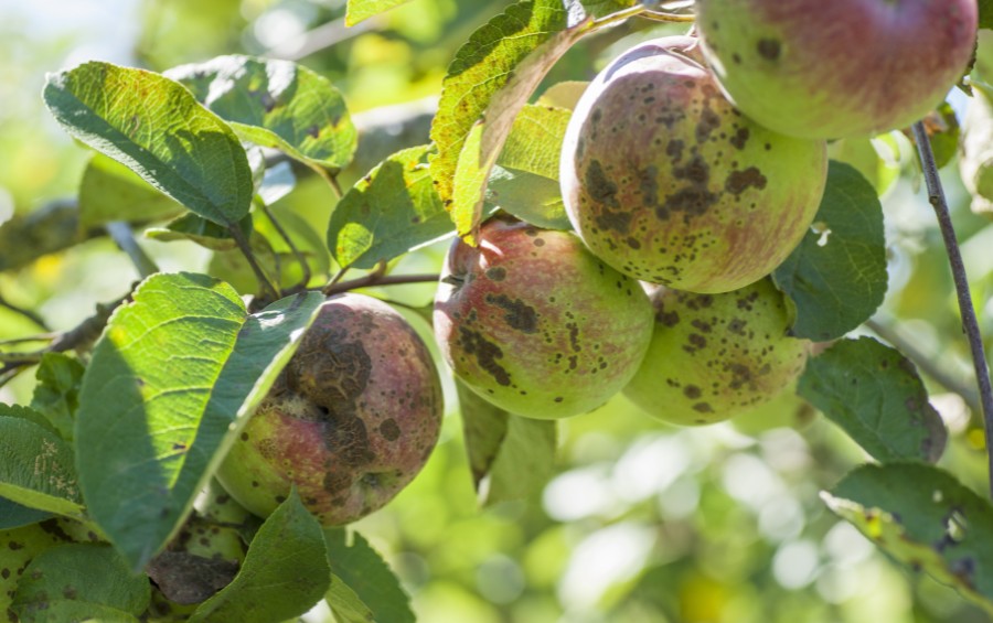 Apple showing the symptoms of apple scab in West Des Moines, IA.