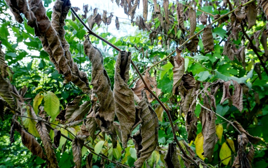 Elm leaves showing symptoms of Dutch elm disease in Clive, IA.