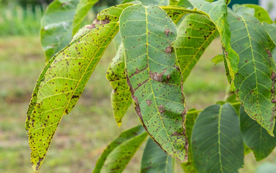 A walnut tree showing symptoms of anthracnose in Des Moines, IA.